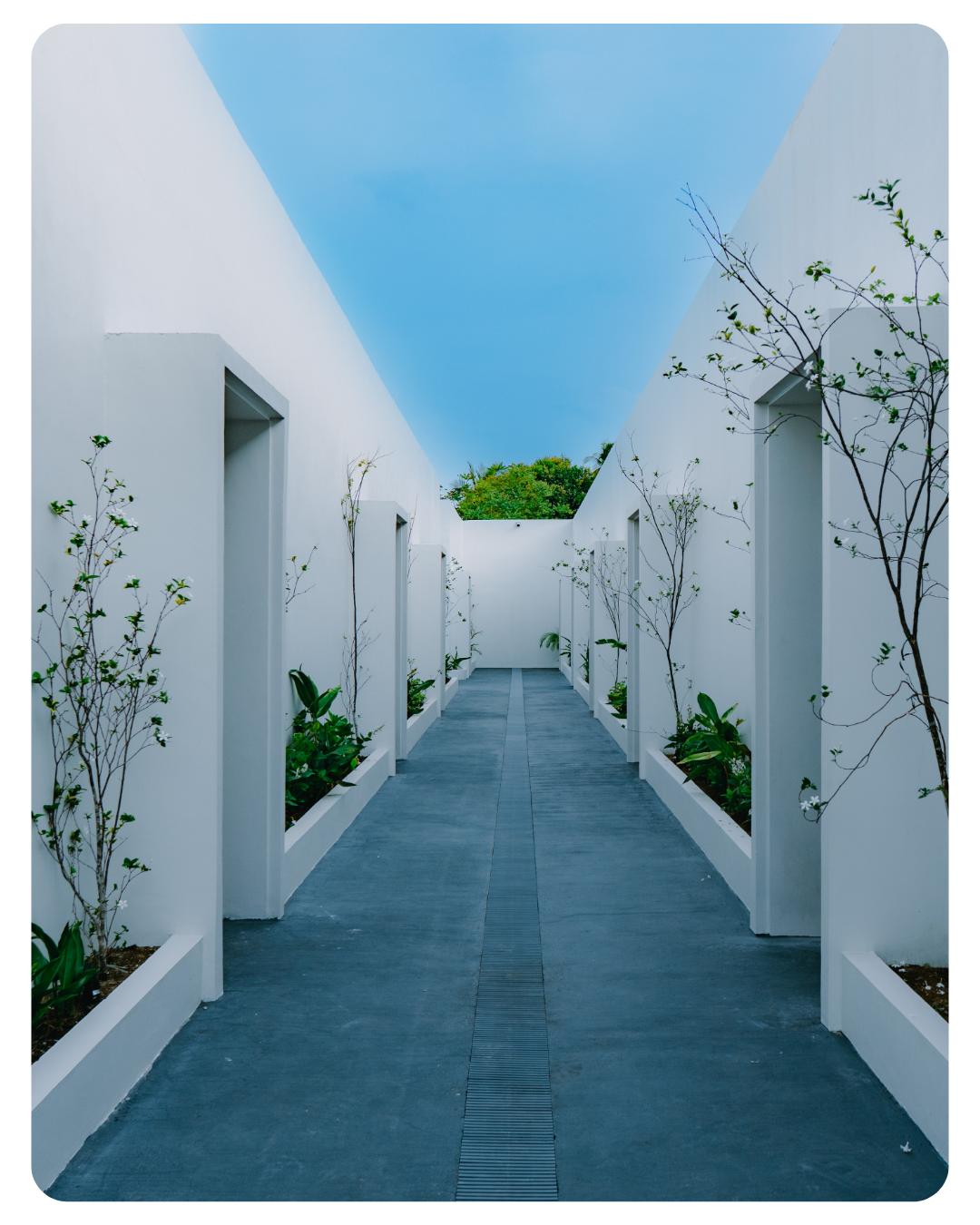 website photo bobo